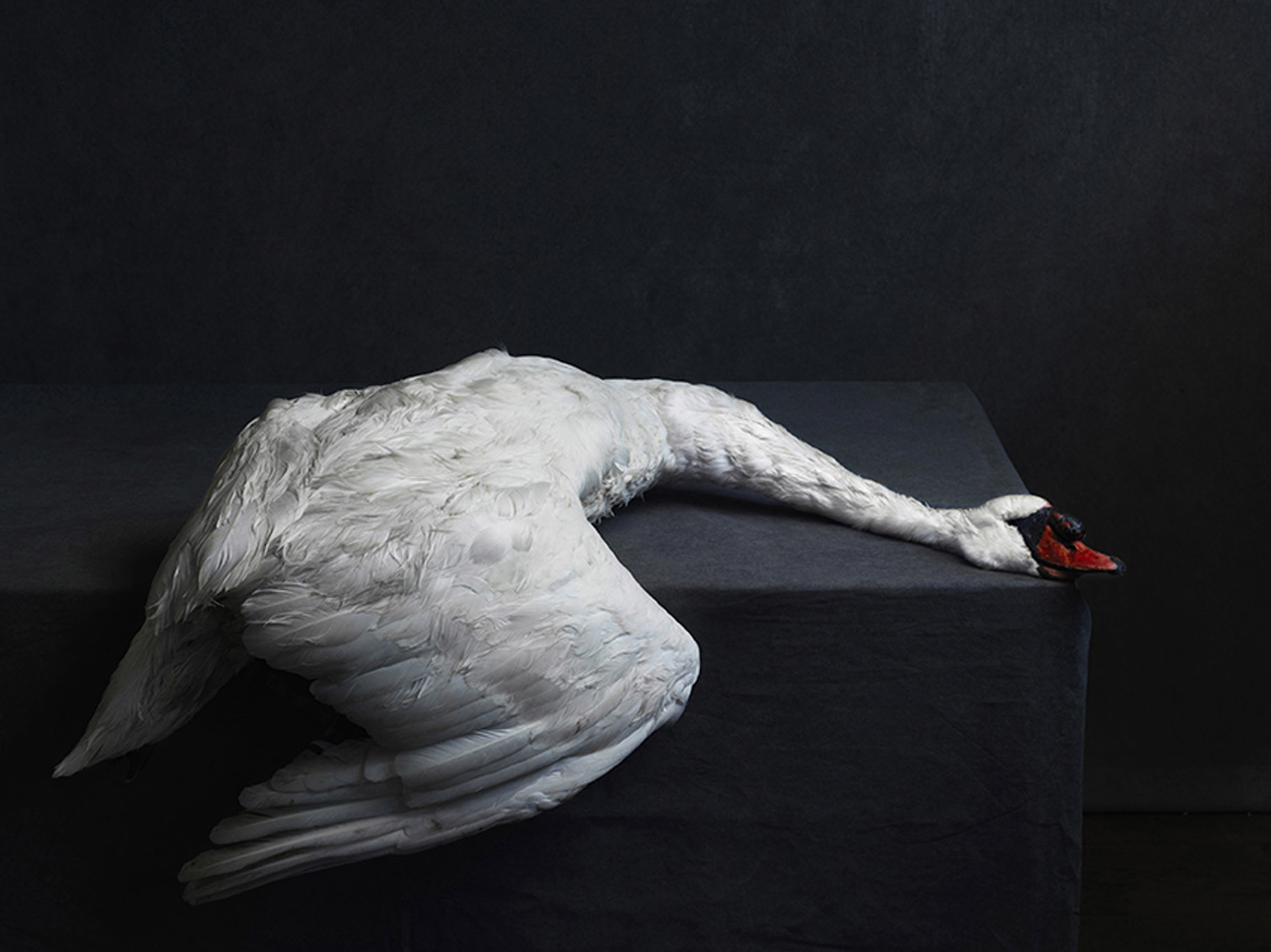 Stephan Vanfleteren, Swan, Cygne, Nature Morte, Veurne, Belgique, 2016, exposition Stephan Vanfleteren Atelier, Hangar, Bruxelles, 2024, (c) Stephan Vanfleteren, Boombartstic Art Magazine